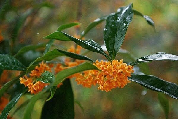 秋雨唯美诗词大全（十首秋雨诗词）