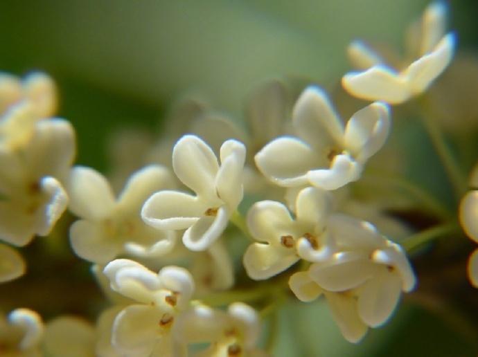 桂花唯美诗词大全（6首唯美桂花诗词）