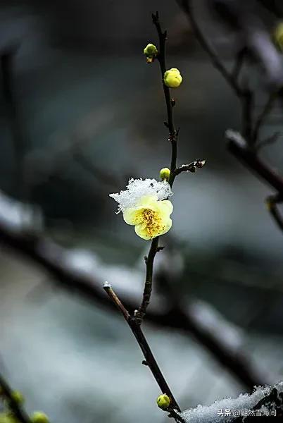 梅兰花诗词名句大全（20句经典梅花古诗词）