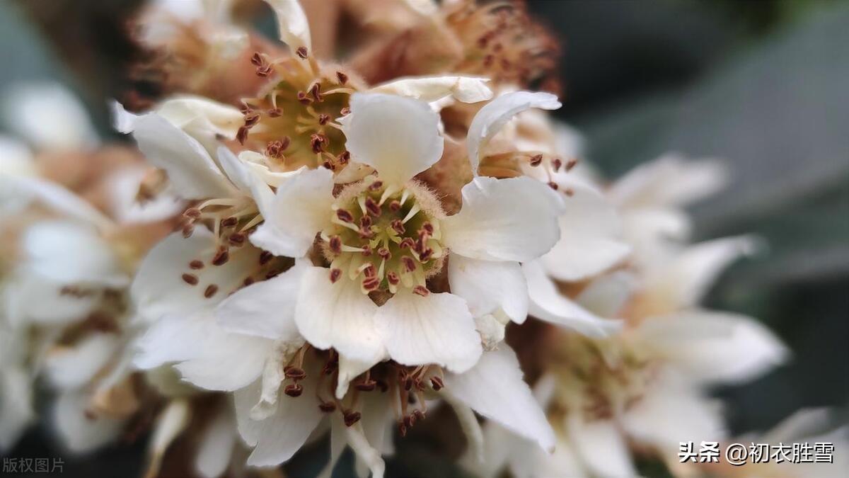 枇杷花唯美诗词大全（冬花枇杷花古诗五首）