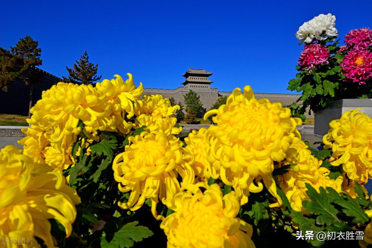 冬菊唯美诗词大全（冬菊美诗五首鉴赏）