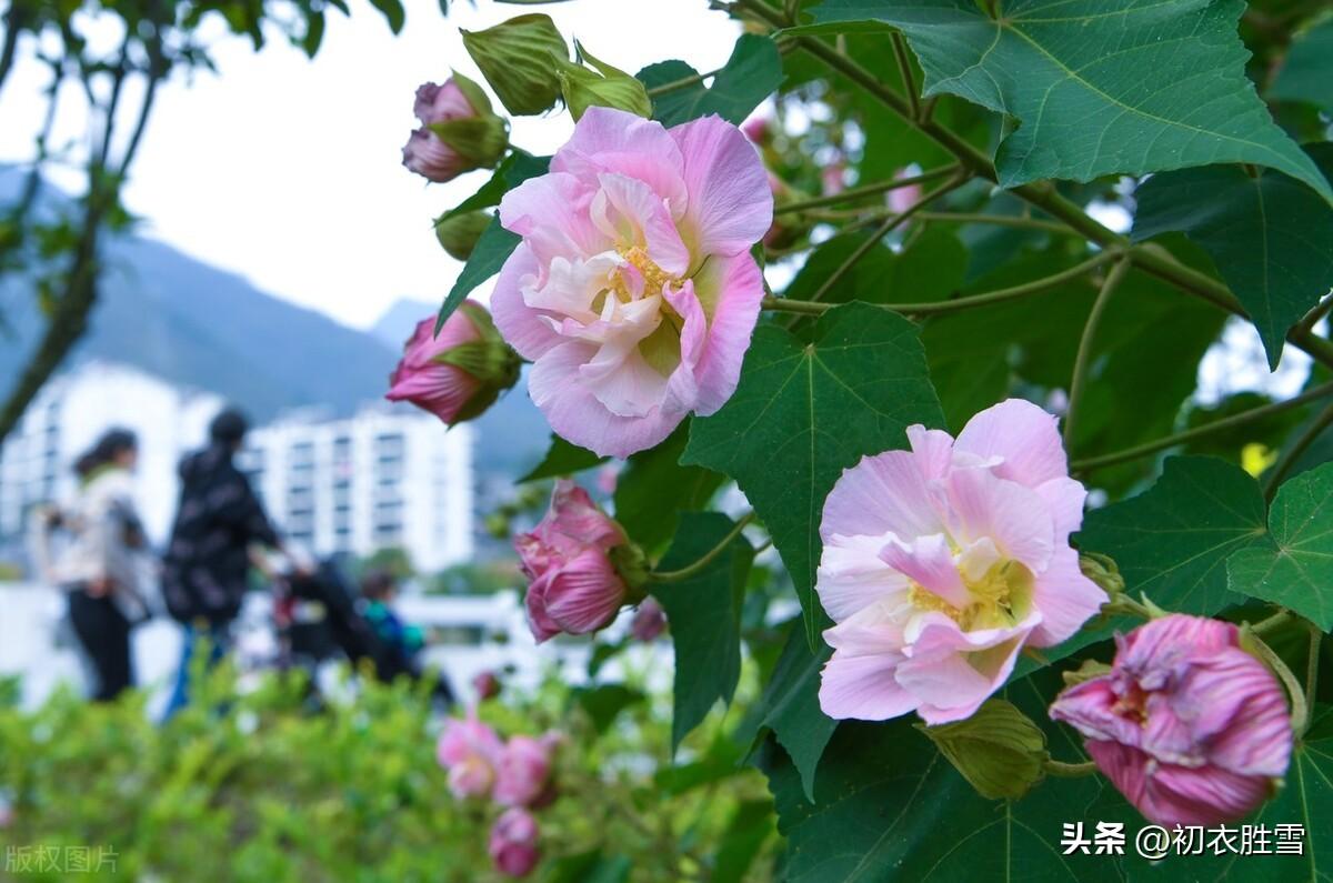 晚秋唯美诗词大全（晚秋明艳拒霜花美诗七首）