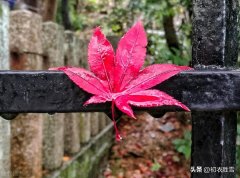 秋雨唯美诗词大全（晚秋秋雨美诗六首）