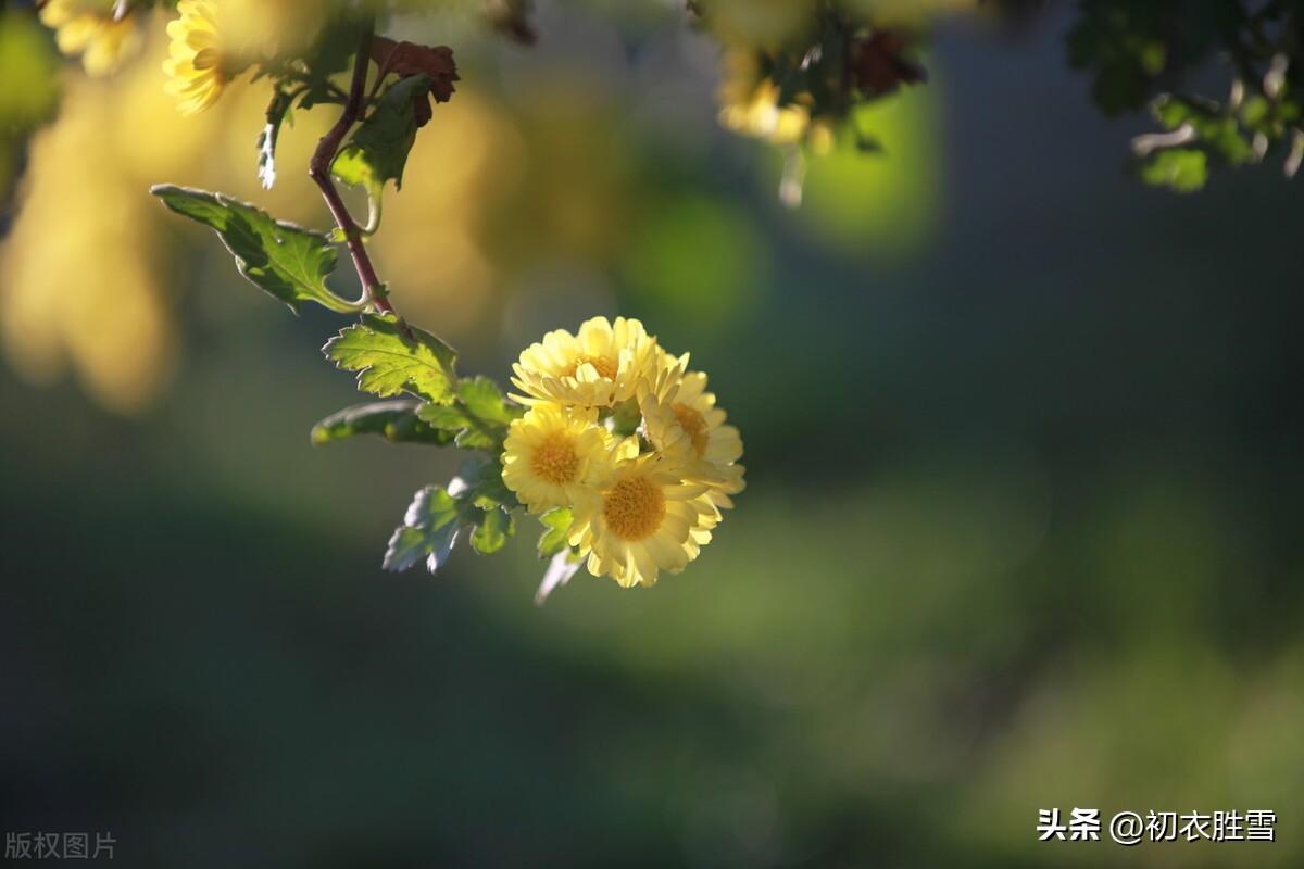 霜降唯美诗词句推荐（霜降节气菊花美诗五首）