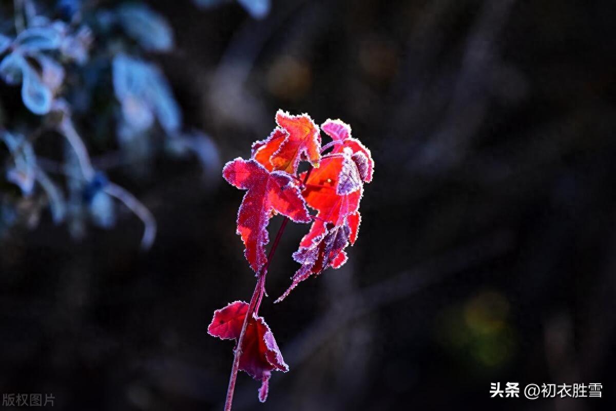 霜降唯美诗词节气（二十四节气之霜降美诗六首）