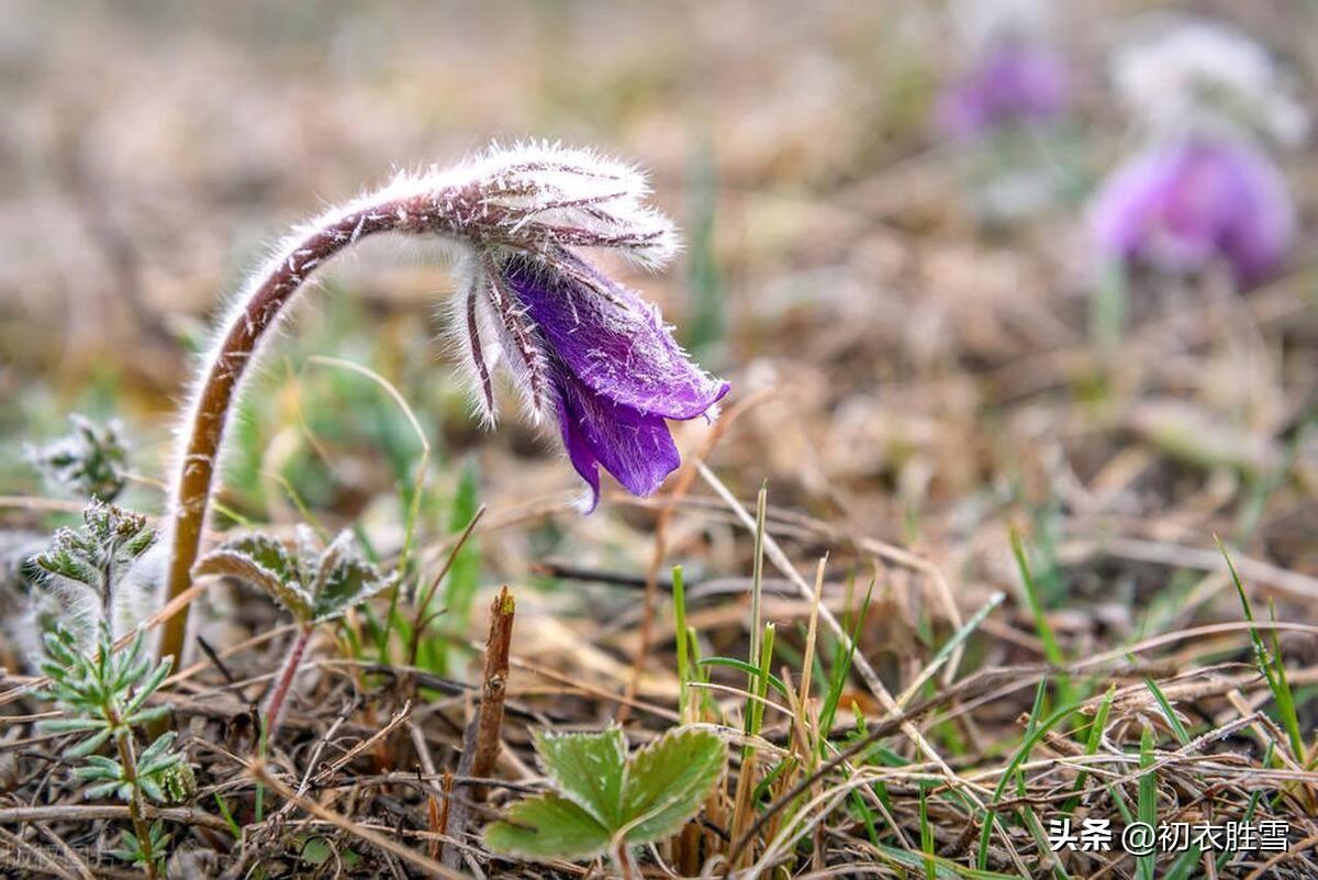 霜降唯美诗词节气（二十四节气之霜降美诗六首）