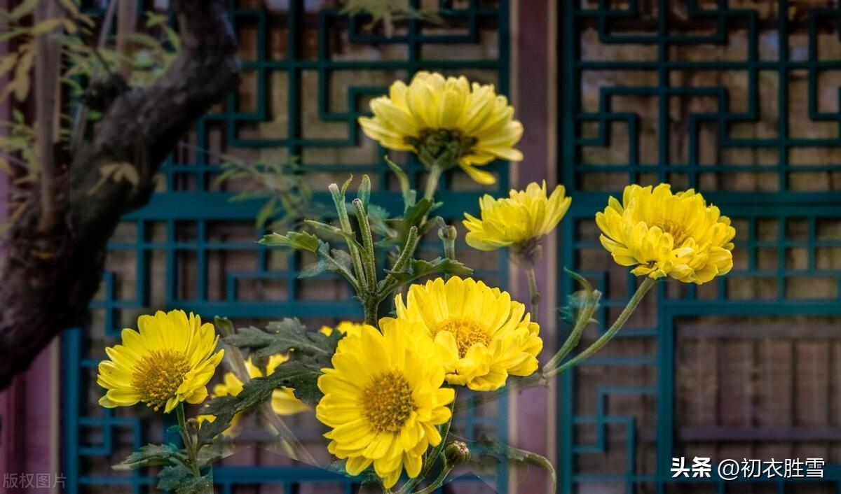 关于重阳节唯美诗词（重阳节美词五首赏析）