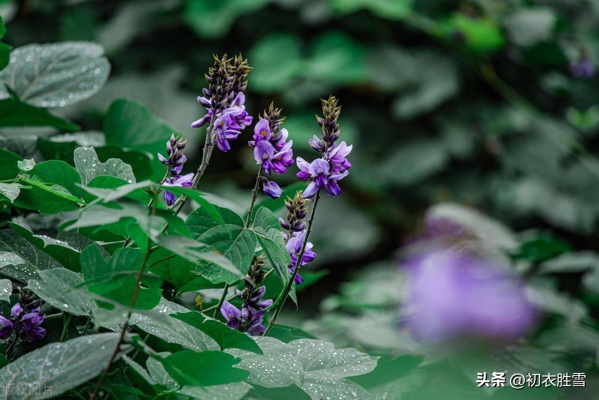 寒露唯美诗词有哪些（寒露节气古诗五首赏读）