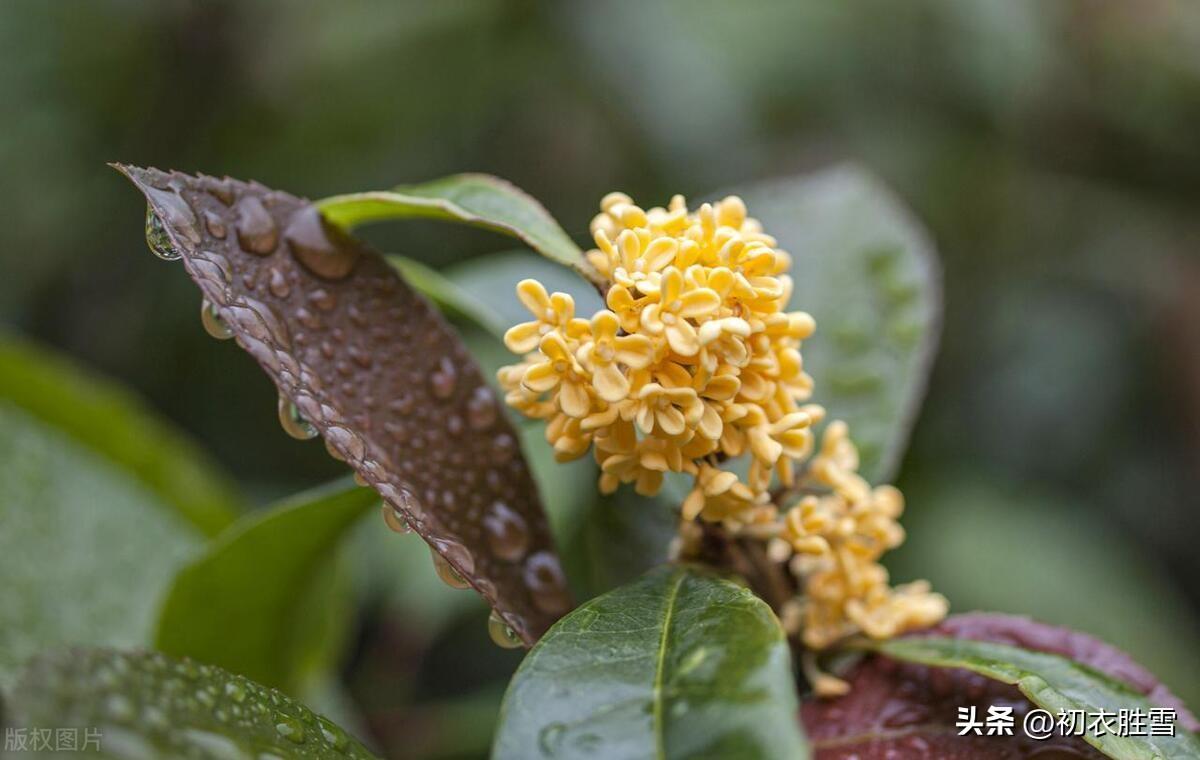 秋露唯美诗词大全（秋风秋露清秋节三首秋词）