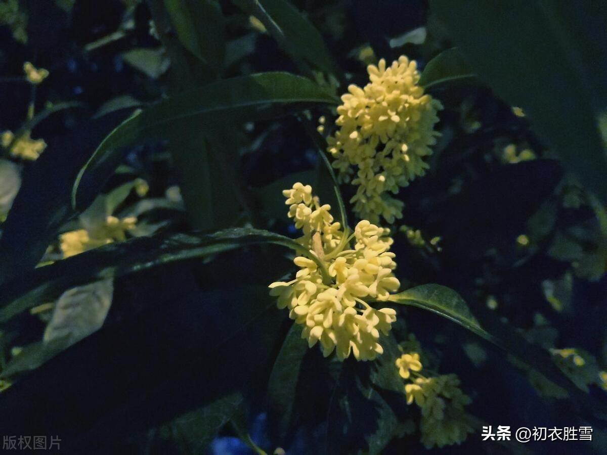 桂花唯美诗词大全（桂花香里美诗五首）