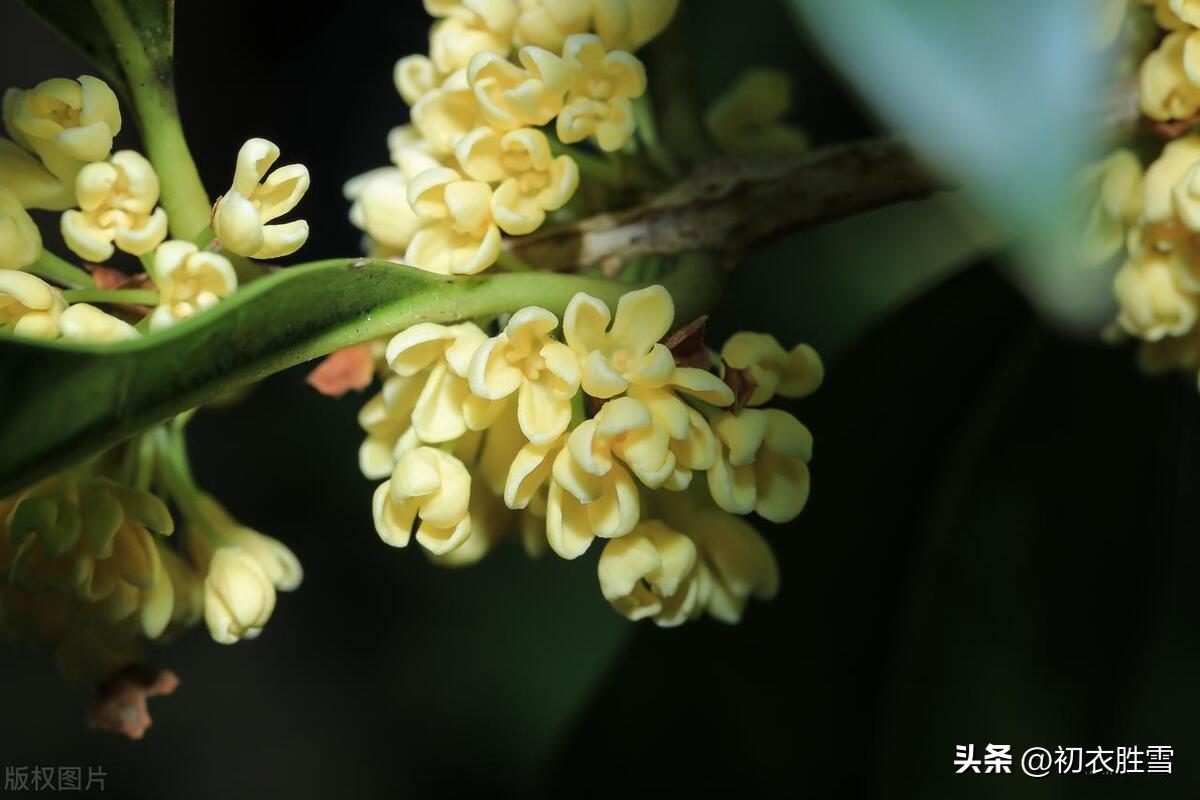 桂花唯美诗词大全（桂花香里美诗五首）