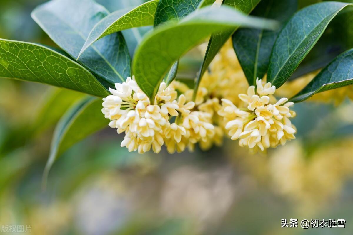 赞美桂花香经典诗词名句（桂花香六首赏析）