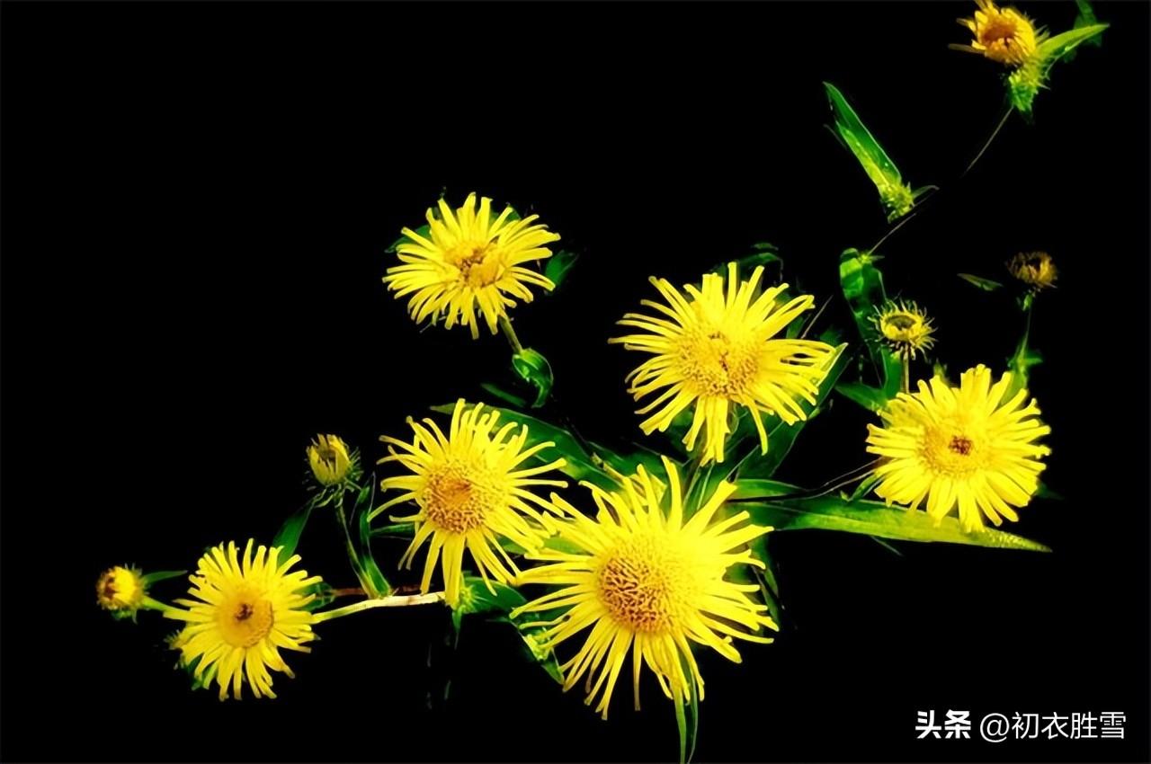 金钱花经典诗词大全（菊花之金钱花五首）