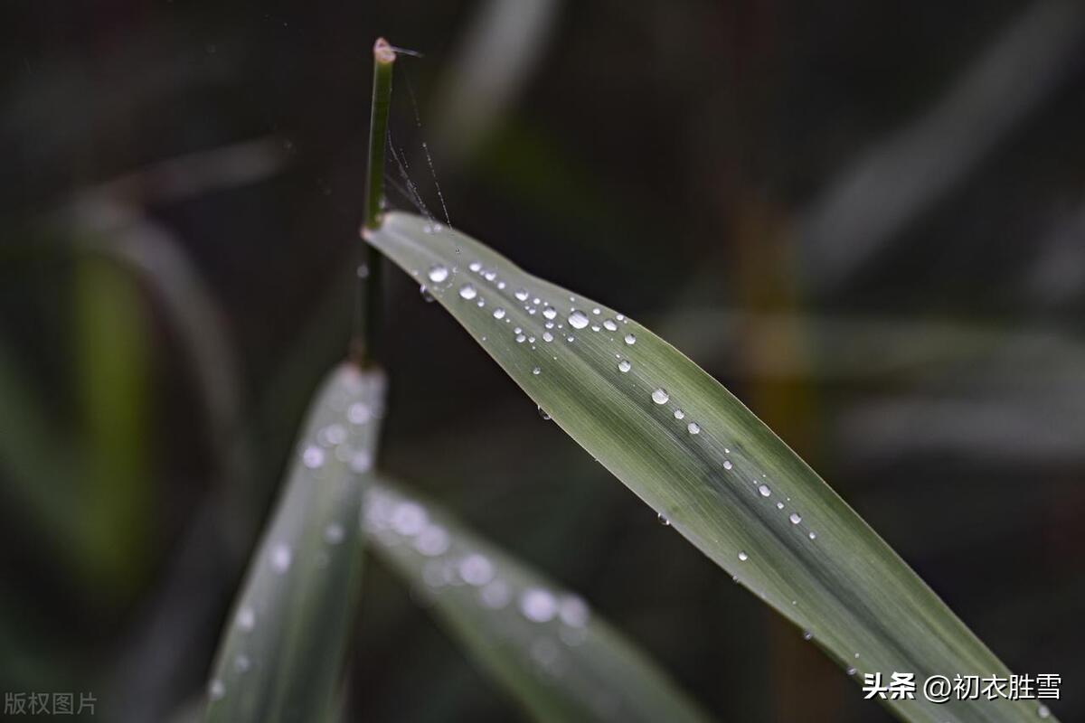 白露节气古诗五首（庭芜生白露，白露湿花时）