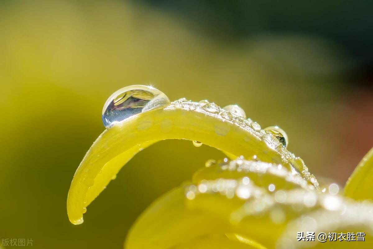 白露节气古诗五首（庭芜生白露，白露湿花时）