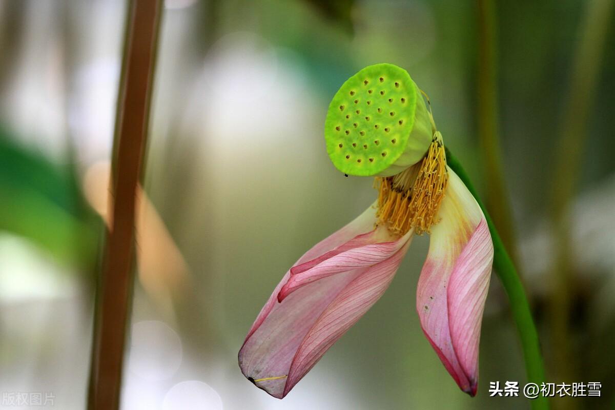 秋荷经典诗词有哪些（秋荷美诗五首赏读）