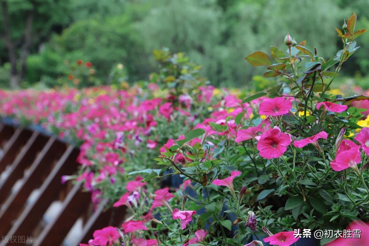 牵牛花经典诗词鉴赏（牵牛花古诗五首）