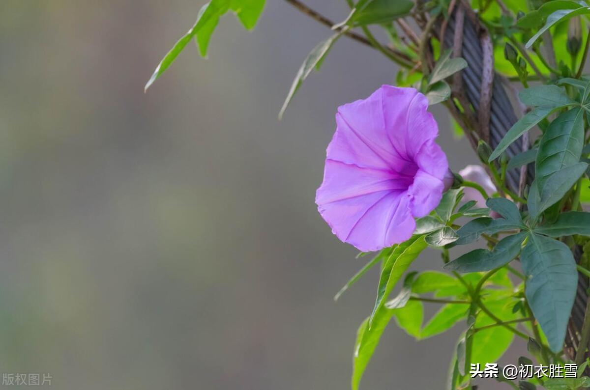 牵牛花经典诗词鉴赏（牵牛花古诗五首）