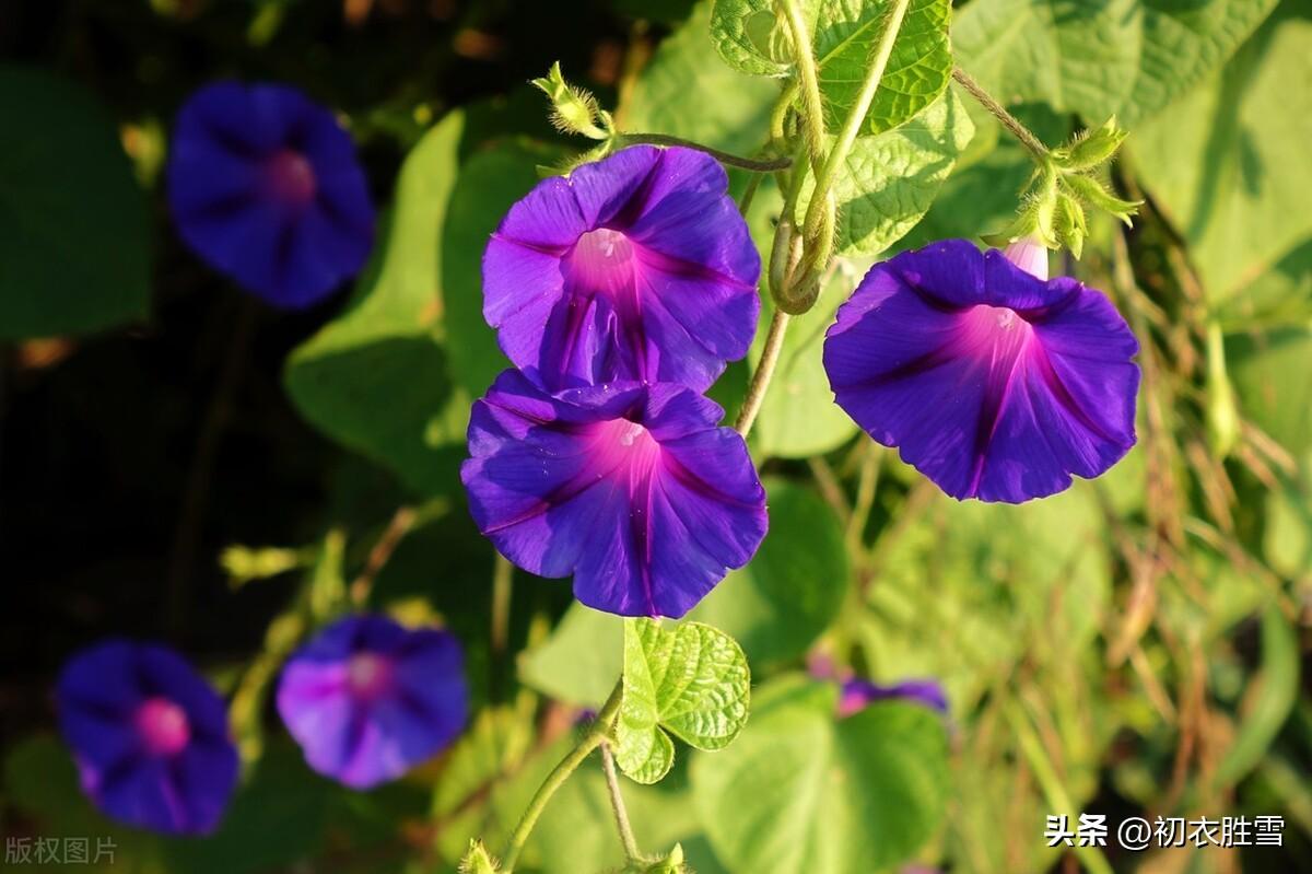 牵牛花经典诗词鉴赏（牵牛花古诗五首）