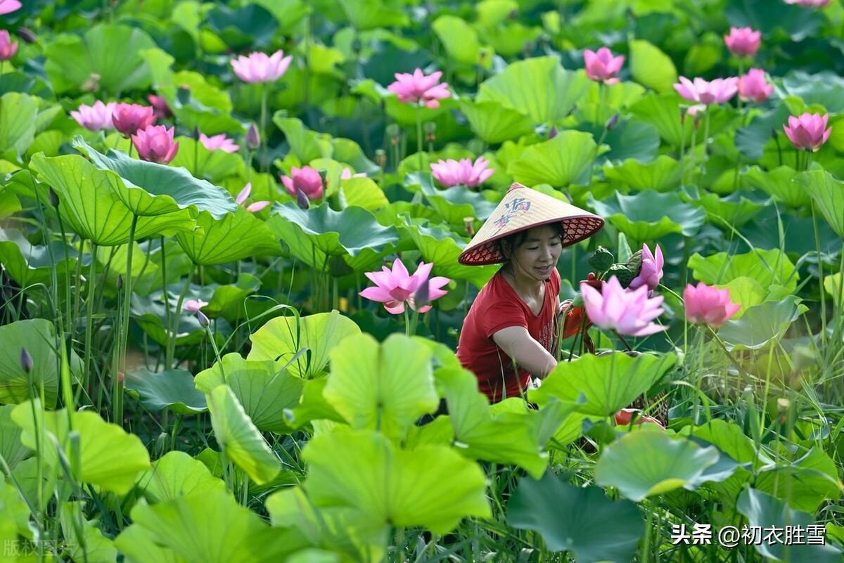 明月下荷花古诗六首（咏荷花经典诗词精选）