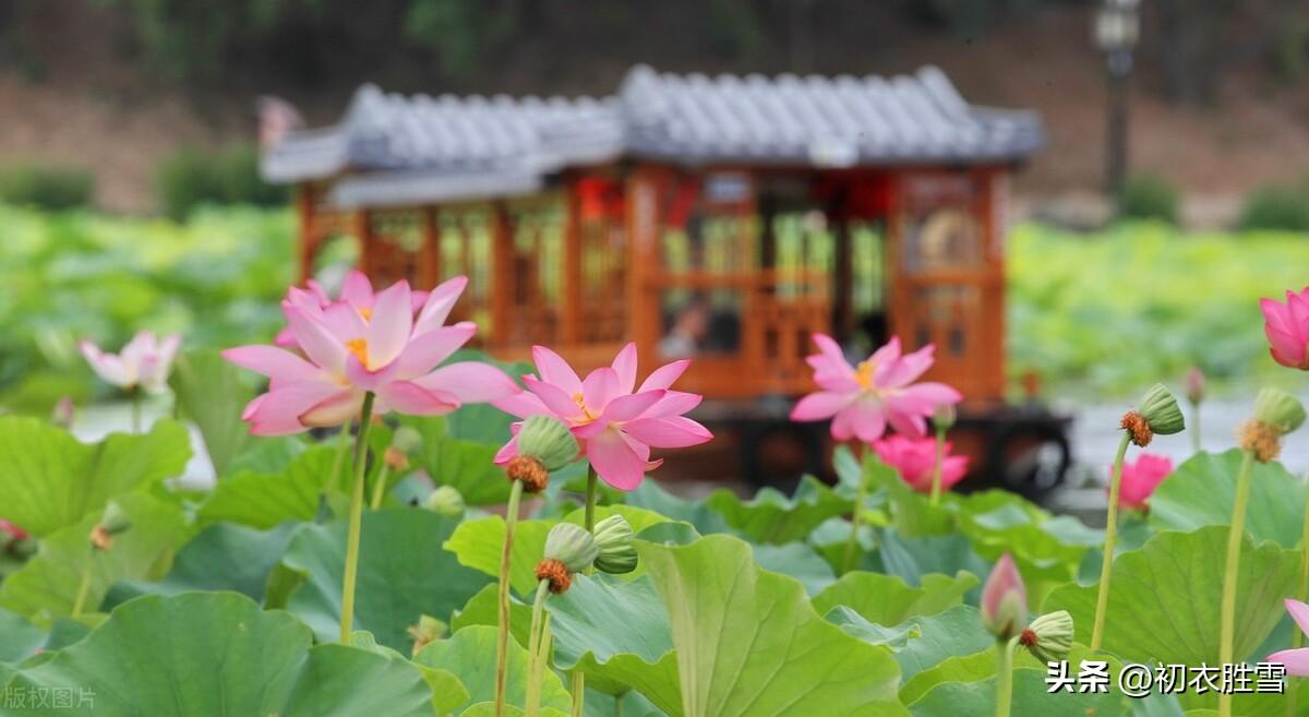 明月下荷花古诗六首（咏荷花经典诗词精选）