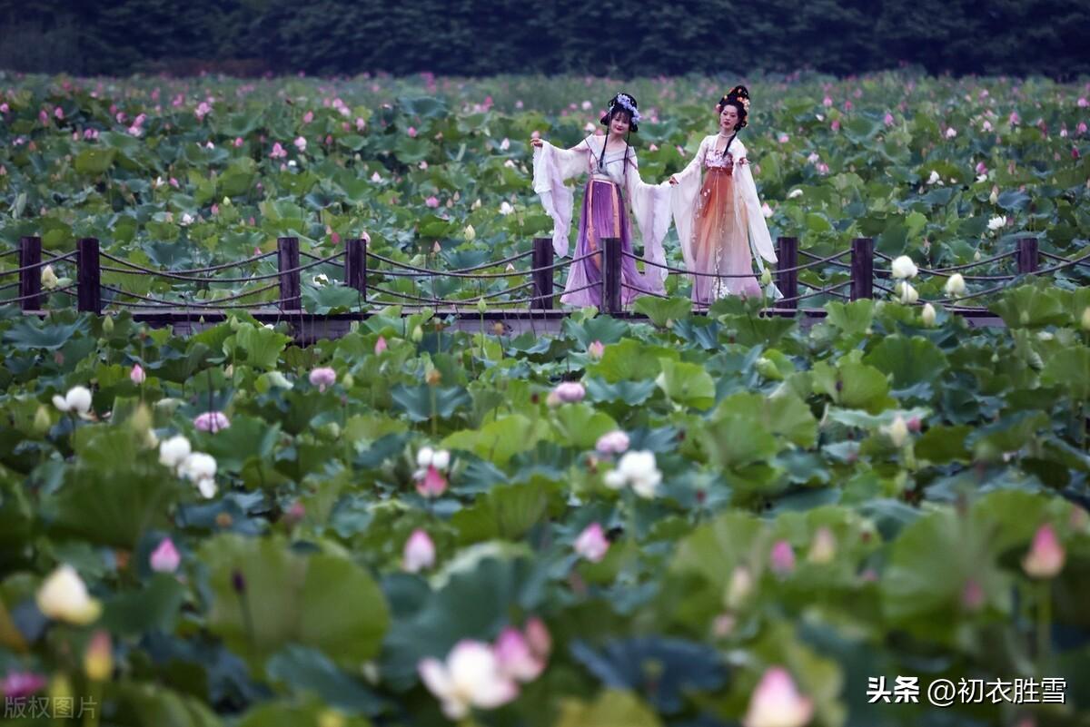 明月下荷花古诗六首（咏荷花经典诗词精选）