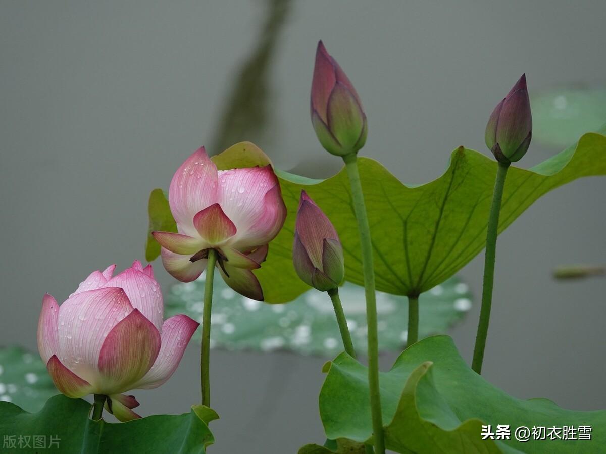 形容荷花经典的诗词（雨中荷花诗词五首赏读）