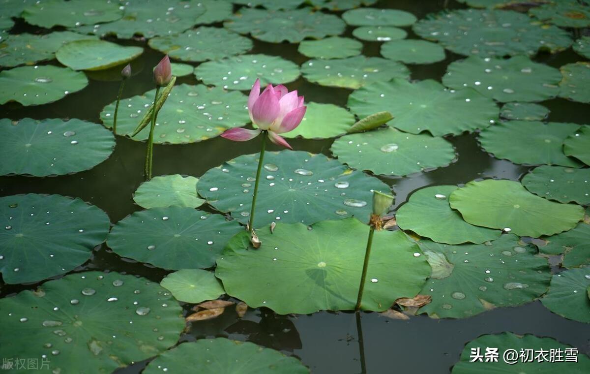 形容荷花经典的诗词（雨中荷花诗词五首赏读）