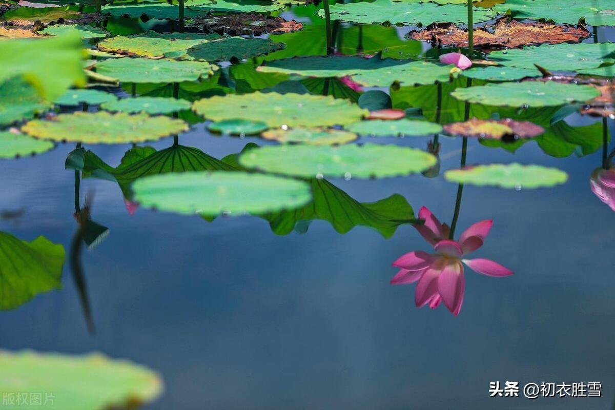 荷花清澈经典诗词（六月荷花美诗六首）