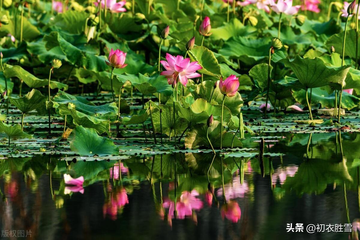 荷花清澈经典诗词（六月荷花美诗六首）