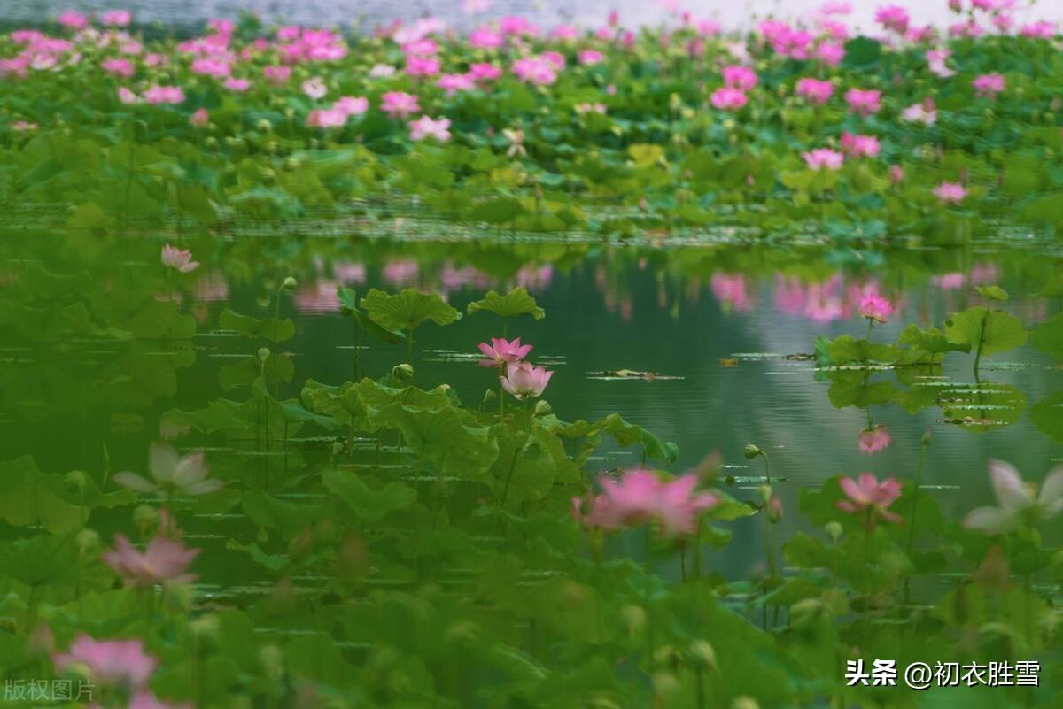 荷花清澈经典诗词（六月荷花美诗六首）