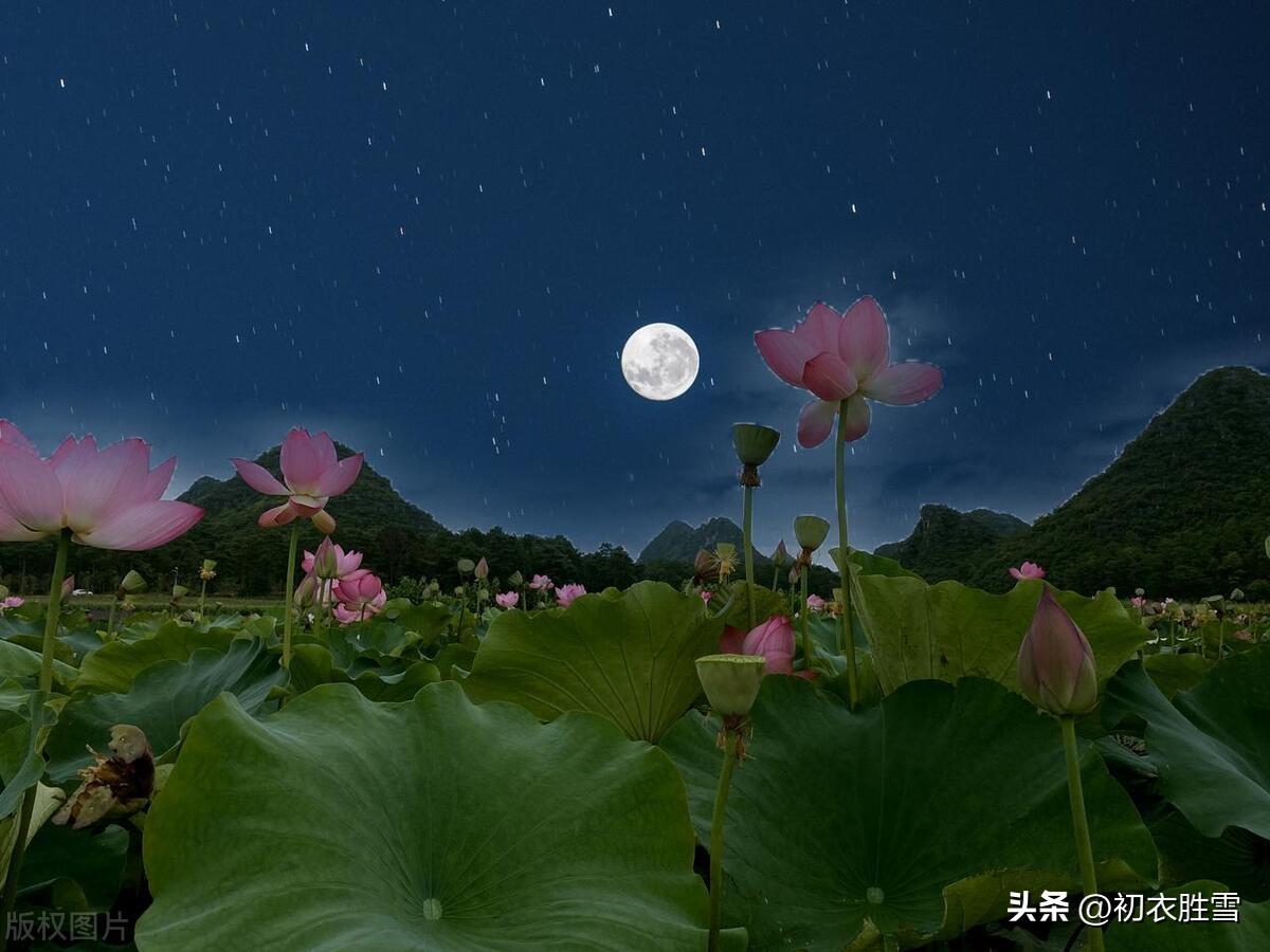 夏夜诗词名句大全（夏夜绝句五首鉴赏）