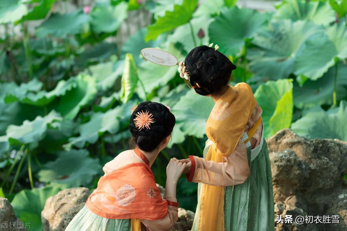 长夏荷花唯美诗词五首（竹风递荷气，长夏凉如水）