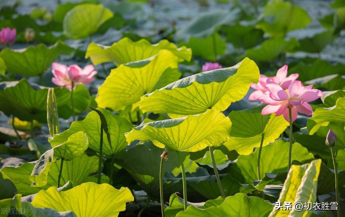 长夏荷花唯美诗词五首（竹风递荷气，长夏凉如水）