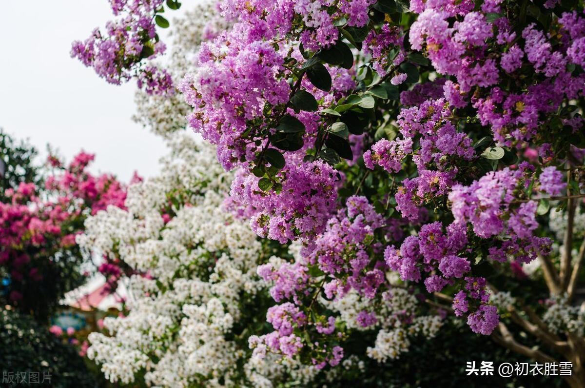 夏花紫薇古诗六首推荐（我非紫薇郎，爱种紫薇花）