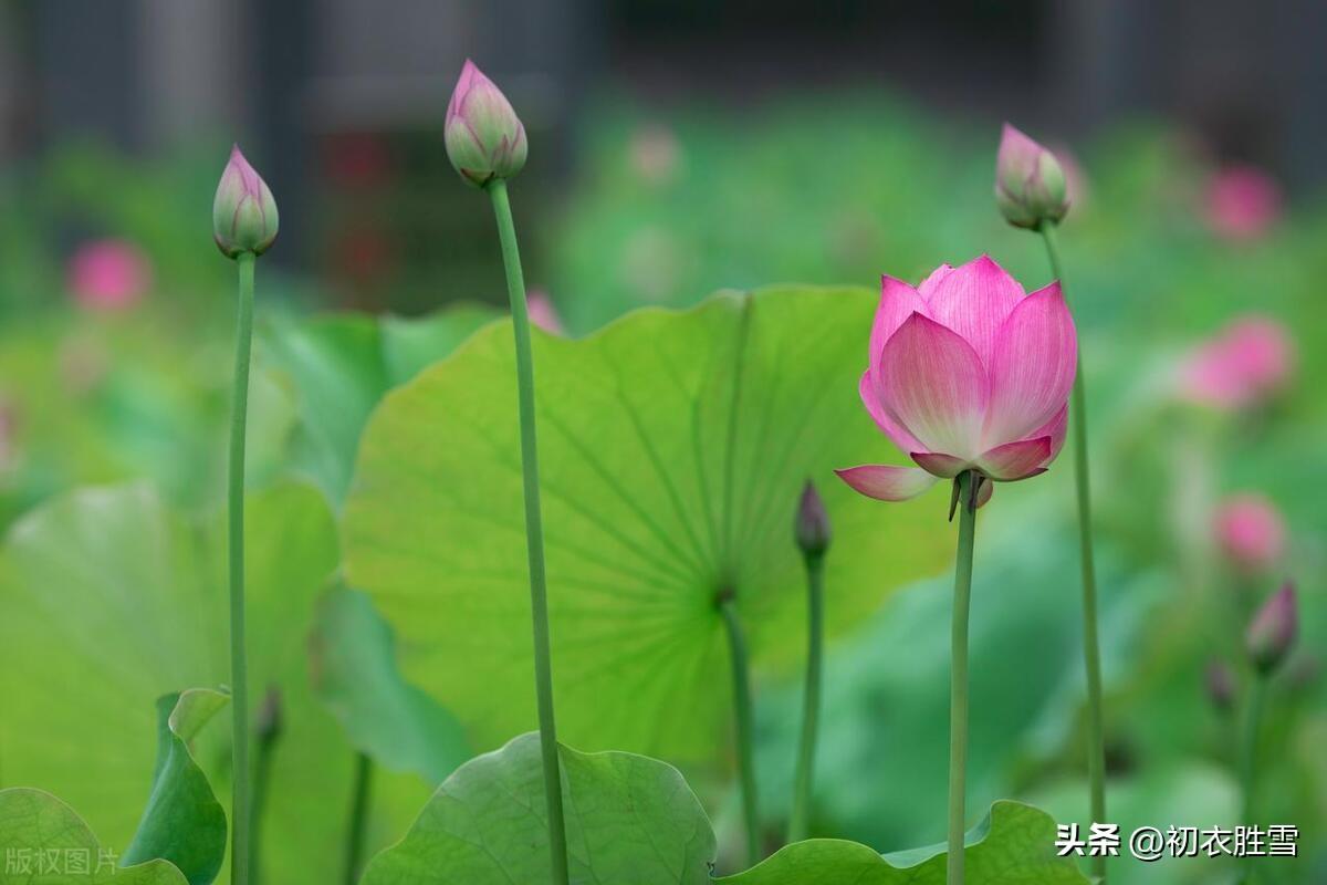 荷花诗词名句大全（荷花六首说菡萏）