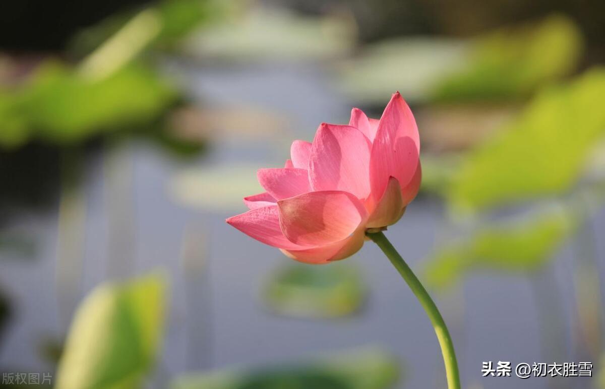 荷花诗词名句大全（荷花六首说菡萏）