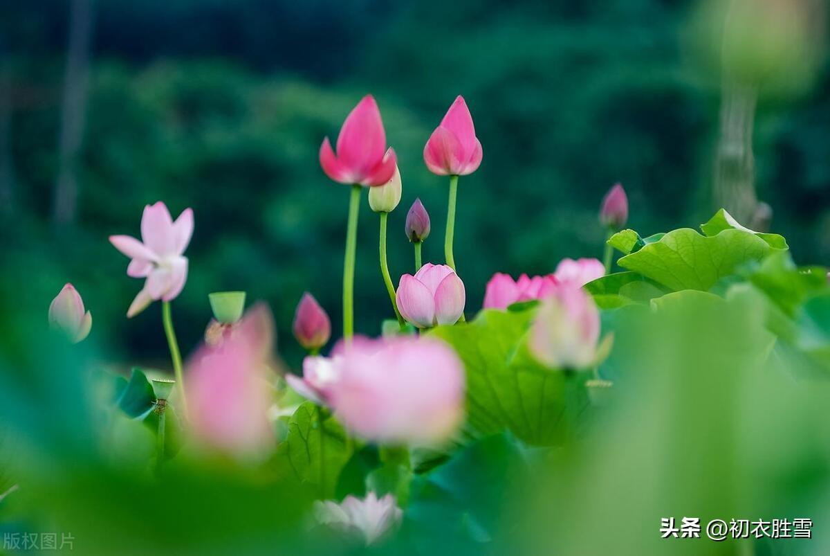 荷花诗词名句大全（荷花六首说菡萏）