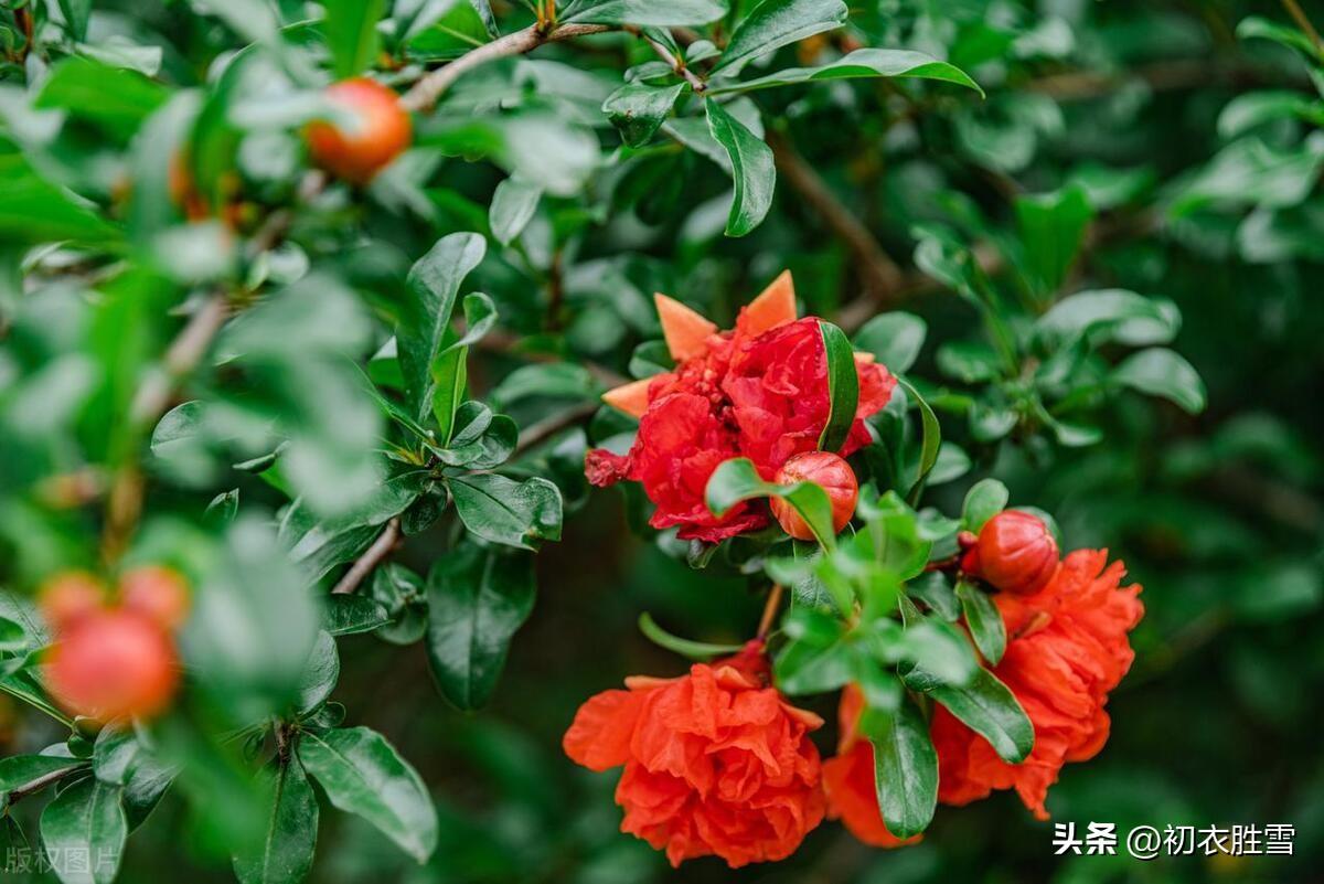 石榴花诗词名句大全（石榴花诗词五首）