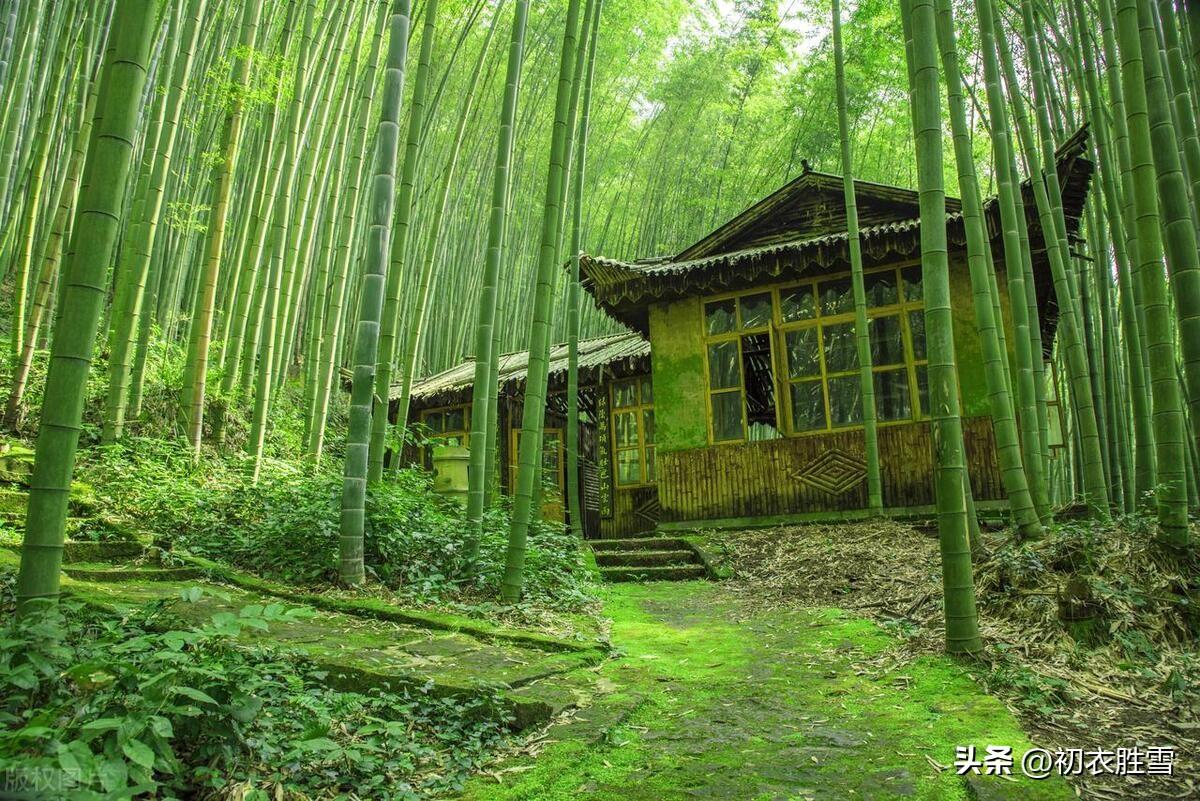 夏竹绝句五首鉴赏（气吹朱夏转，森风十万竿）