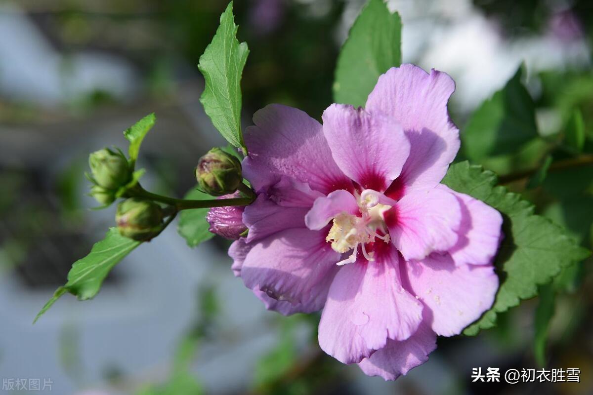 木槿花诗词名句有哪些（夏花木槿花六首）