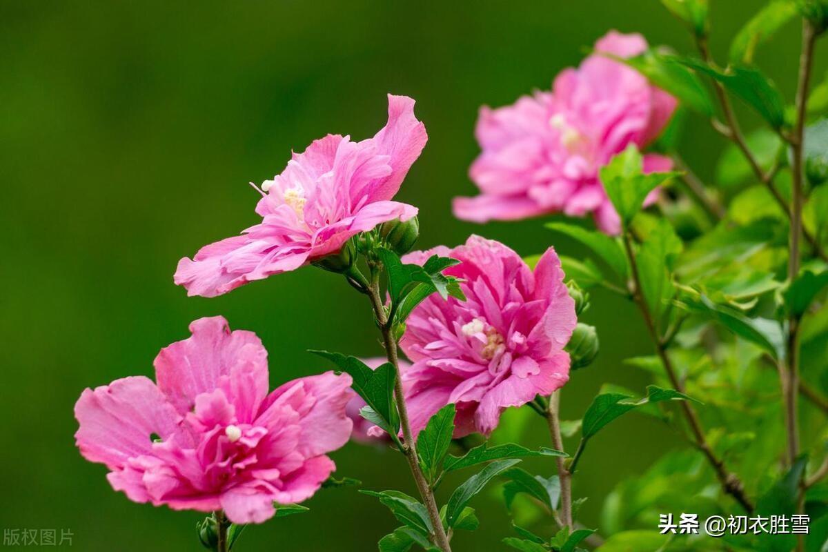 木槿花诗词名句有哪些（夏花木槿花六首）