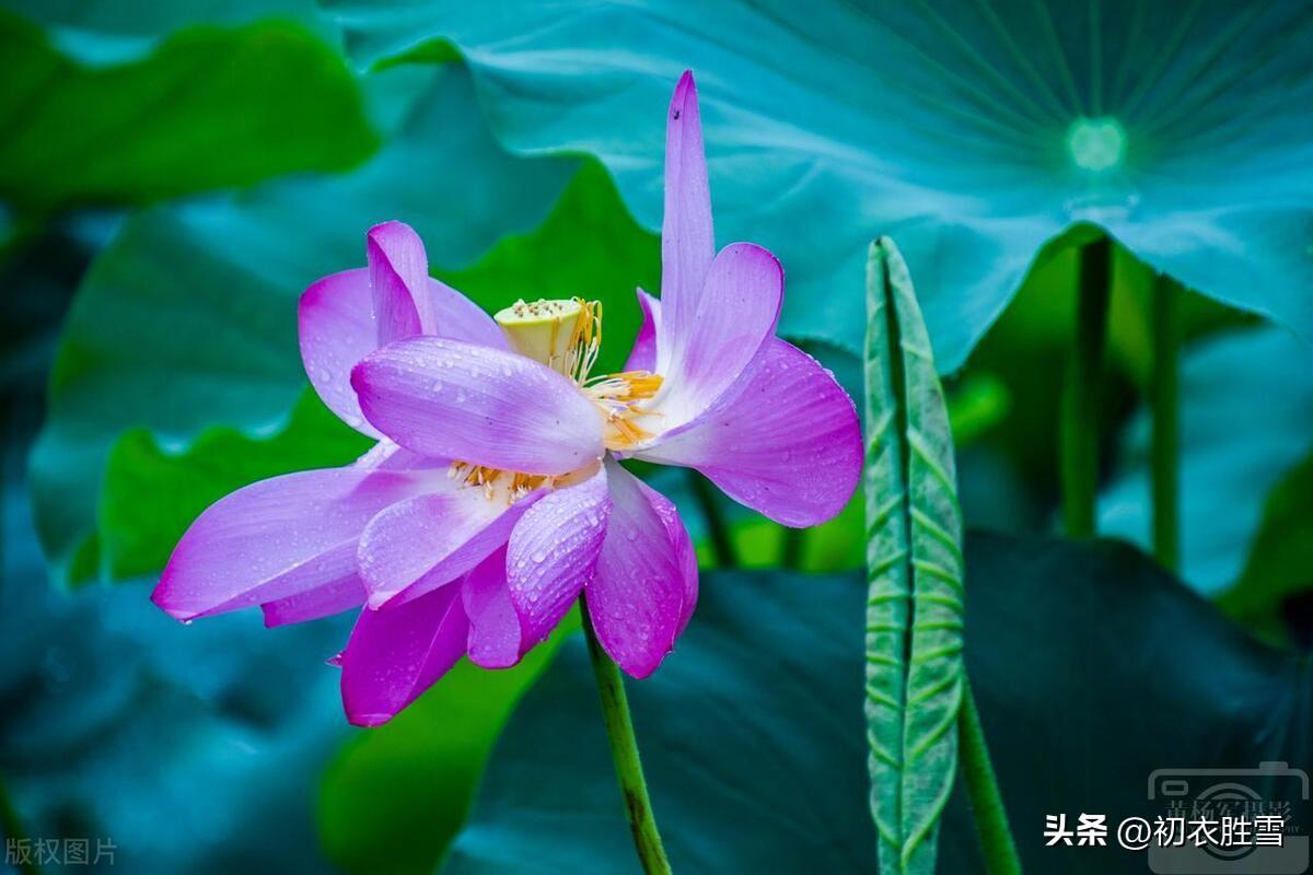 梅雨荷花诗词五首（草木肥梅雨，鱼戏动新荷）