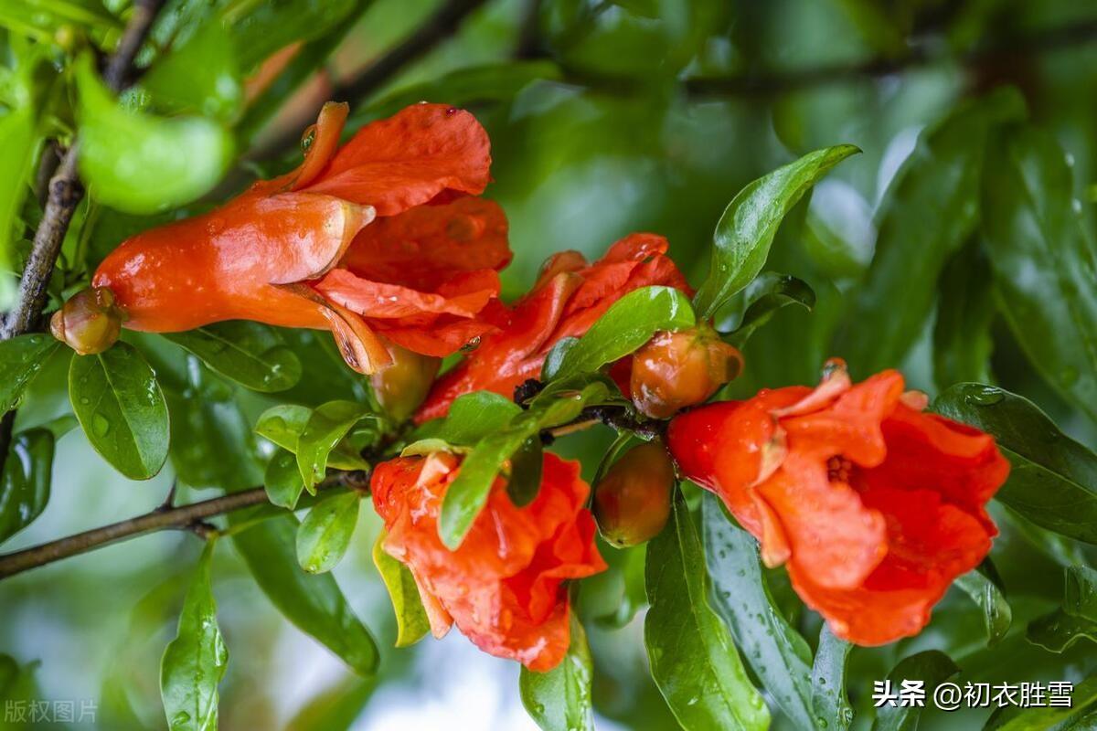 石榴花酒古诗五首（榴花新酿绿于苔，不劳君劝石榴花）