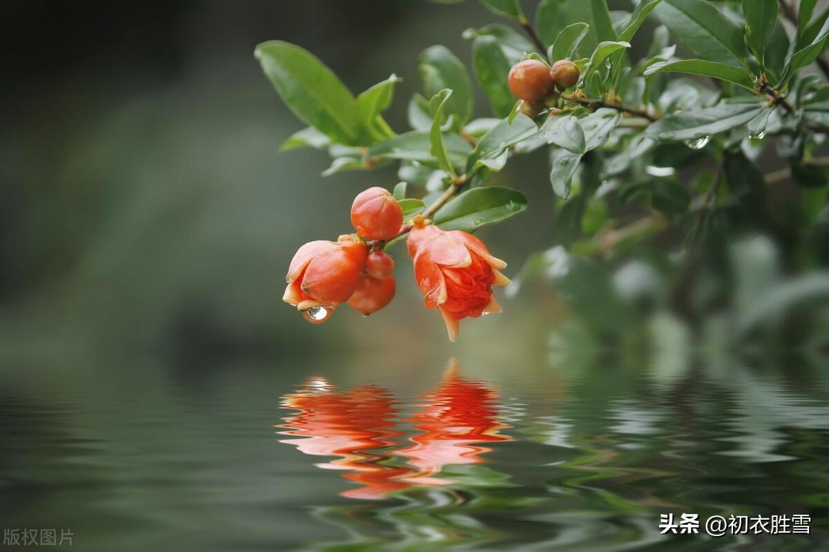 石榴花酒古诗五首（榴花新酿绿于苔，不劳君劝石榴花）