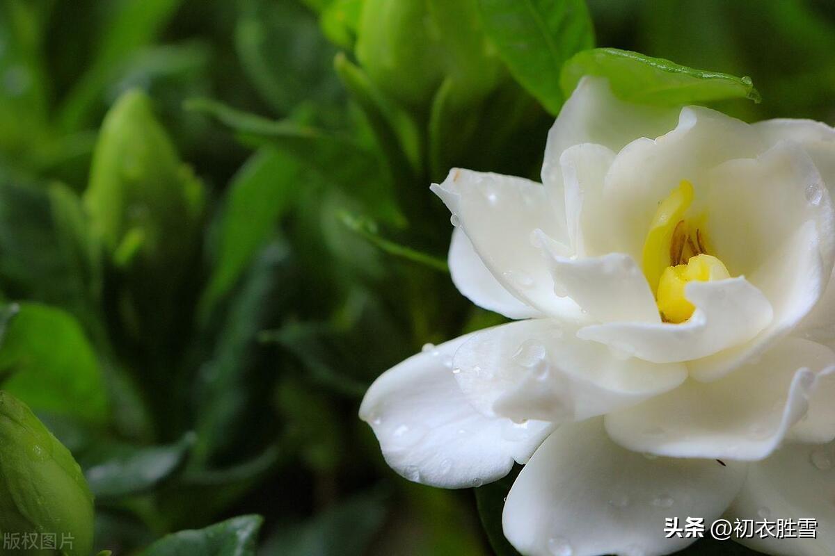 夏日浓情栀子情诗七首（栀子交加香蓼繁，停辛伫苦留待君）