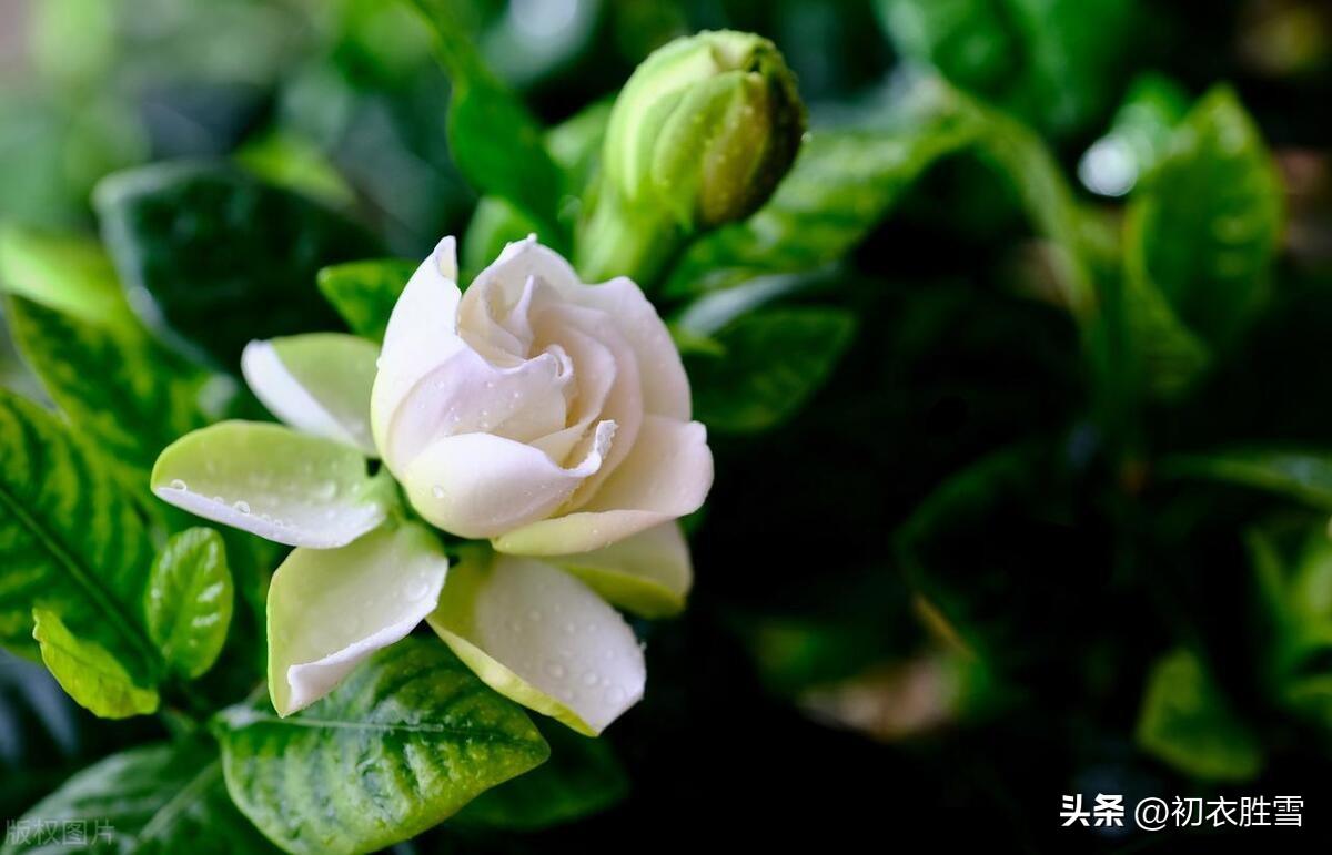 夏日浓情栀子情诗七首（栀子交加香蓼繁，停辛伫苦留待君）