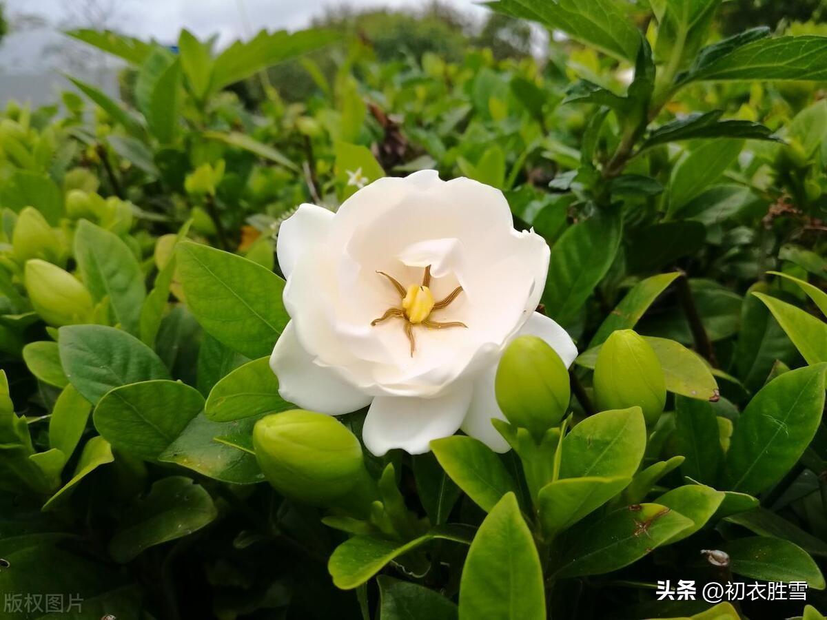 夏日浓情栀子情诗七首（栀子交加香蓼繁，停辛伫苦留待君）