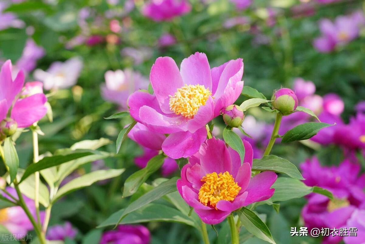 夏花芍药古诗五首推荐（小黄城外芍药花，十里五里生朝霞）