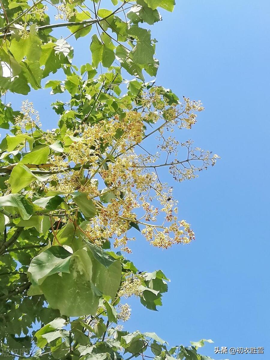 芒种诗词名句大全（芒种节气花事古诗五首）